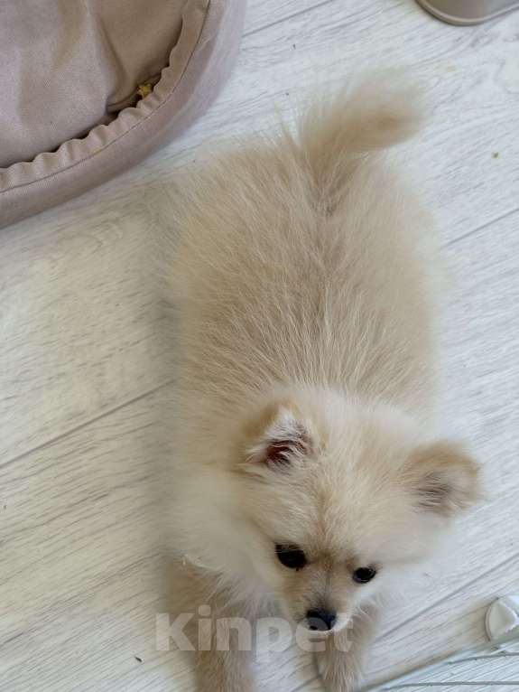 Собаки в Краснодаре: Шпиц щенок  Девочка, 35 000 руб. - фото 5