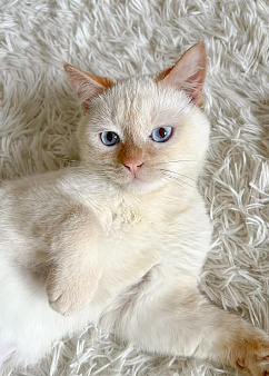 Котенок Зефир ищет дом