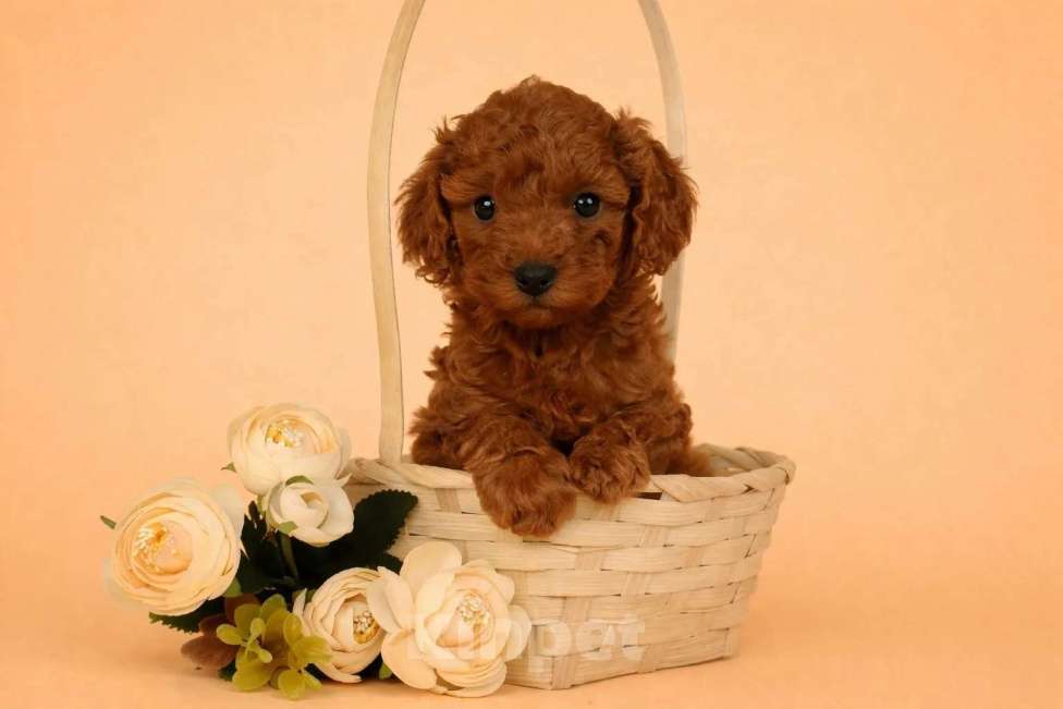 Собаки в Москве: Тедди пудель Мальчик, 45 000 руб. - фото 3