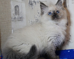 Кошки в Кирове: Роскошный котик Мальчик, Бесплатно - фото 2