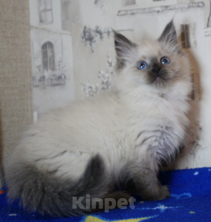 Кошки в Кирове: Роскошный котик Мальчик, Бесплатно - фото 2
