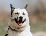 Собаки в Клине: Суперактивная Халва Девочка, Бесплатно - фото 1