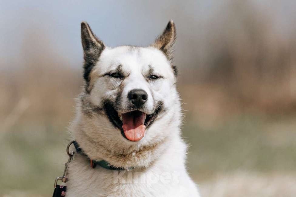 Собаки в Клине: Суперактивная Халва Девочка, Бесплатно - фото 1