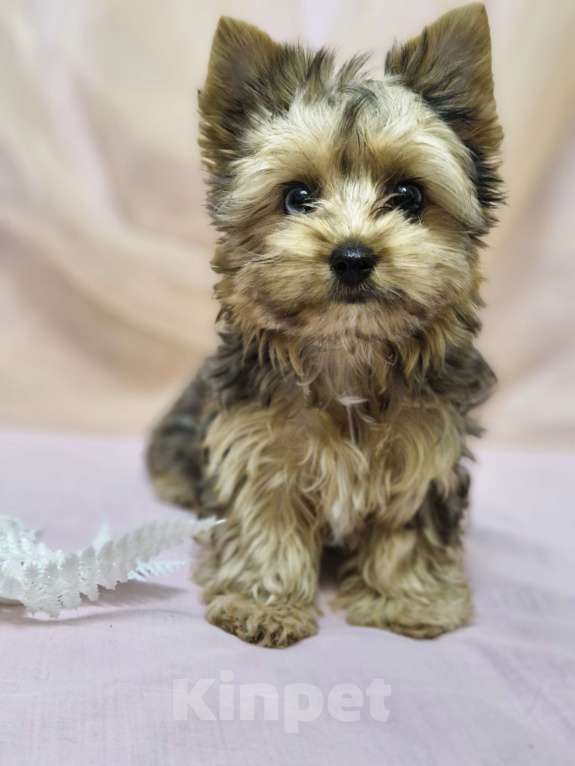 Собаки в Ростове-на-Дону: Голддаст йорк Мальчик, 20 000 руб. - фото 6