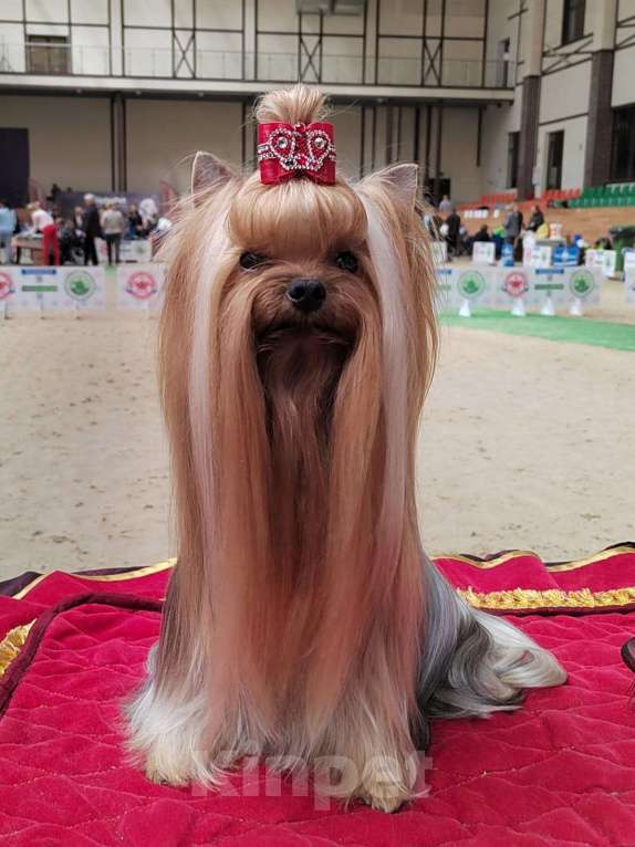 Собаки в Москве: Йоркширский терьер. Мальчик  Мальчик, Бесплатно - фото 5