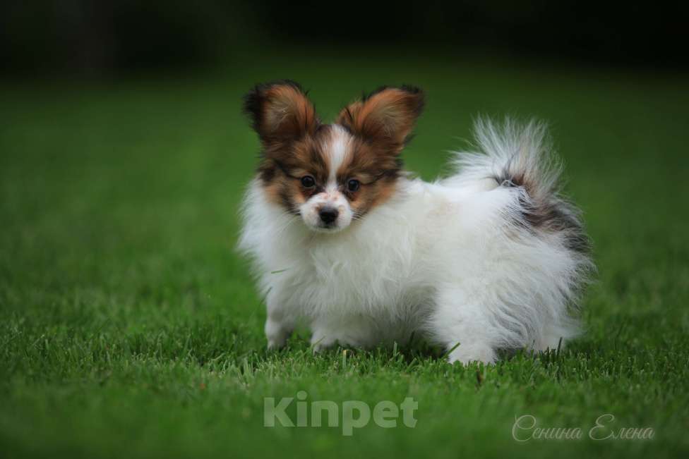 Собаки в Москве: папийон мальчик Мальчик, 45 000 руб. - фото 5