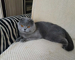 Кошки в Электростали: Вязка с Шотландским вислоухим котом Мальчик, 2 500 руб. - фото 3