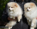Собаки в Новосибирске: Щенки шпица, мальчики Мальчик, 40 000 руб. - фото 4