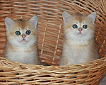 Кошки в Светогорске: Солнечный детки! Мальчик, 25 000 руб. - фото 1
