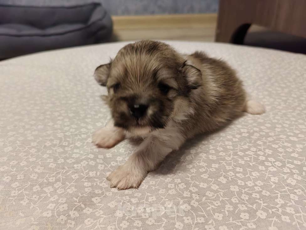 Собаки в Самаре: Немецкий шпиц Мальчик, 30 000 руб. - фото 3