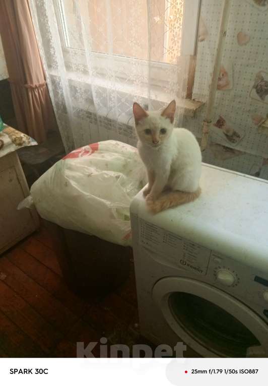 Кошки в Ореховом-Зуево: Отдам котёнка в добрые руки Мальчик, Бесплатно - фото 1