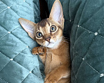 Кошки в Краснодаре: Абиссинский котенок дикого окраса Девочка, 75 000 руб. - фото 7