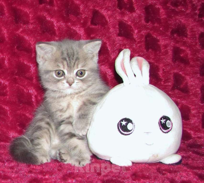 Кошки в Санкт-Петербурге: Шотландская кошечка от титулованной пары Девочка, 25 000 руб. - фото 3