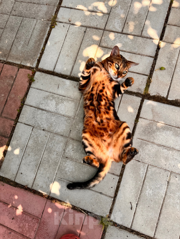 Кошки в других городах Московской области: Отдам кошку в добрые руки. Девочка, Бесплатно - фото 2