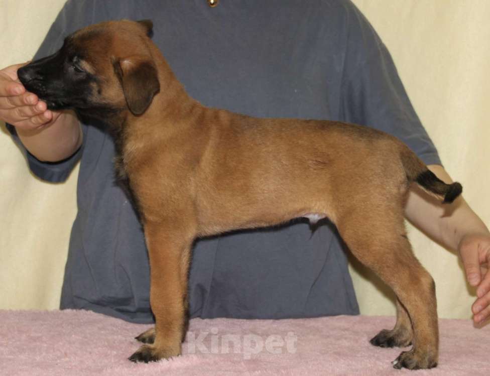 Собаки в других городах Московской области: Малинуа для спорта, работы, выставок и просто активной жизни Девочка, 60 000 руб. - фото 7