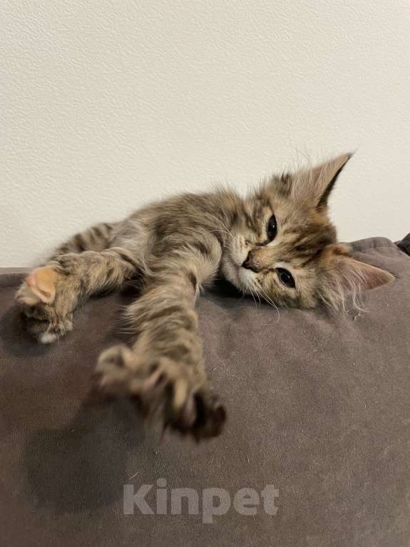 Кошки в Москве: Ласковая малышка ищет дом Девочка, Бесплатно - фото 5