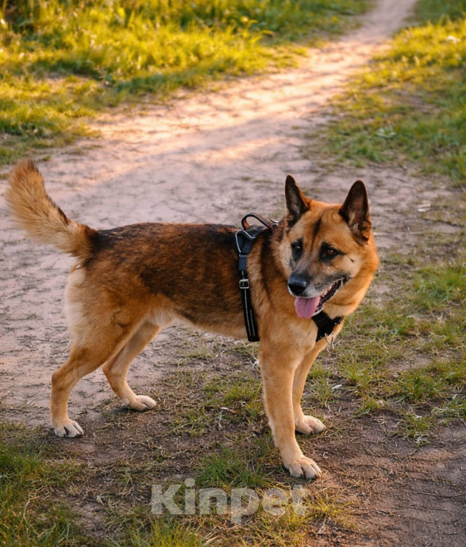 Собаки в Нижнем Новгороде: Отдам в добрые руки ❤️ Мальчик, Бесплатно - фото 1