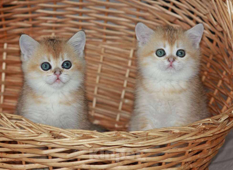 Кошки в Светогорске: Солнечный детки! Мальчик, 25 000 руб. - фото 1