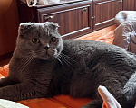 Кошки в Одинцово: Потерялся член семьи по кличке Барни Девочка, 1 000 руб. - фото 3