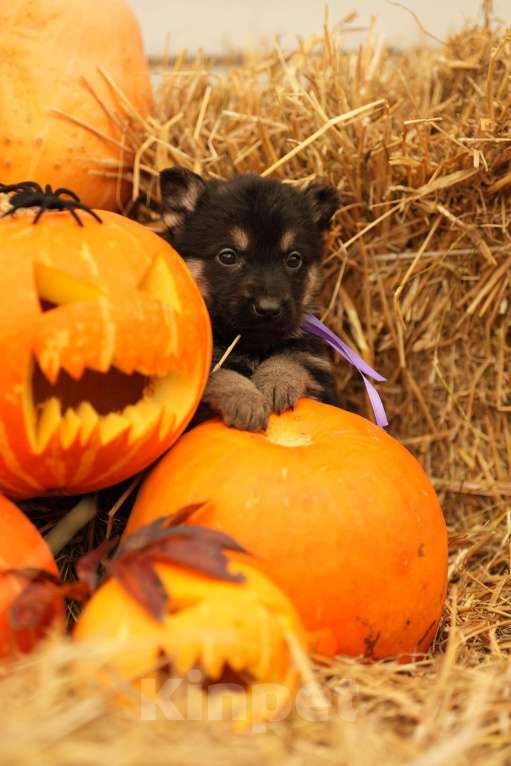 Собаки в других городах Московской области: Лучший Восточник в РФ Мальчик, 65 000 руб. - фото 10
