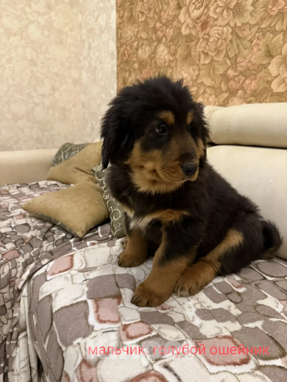 Собаки в Курске: Щенки Монгольского Банхара Разнополые, Бесплатно - фото 3