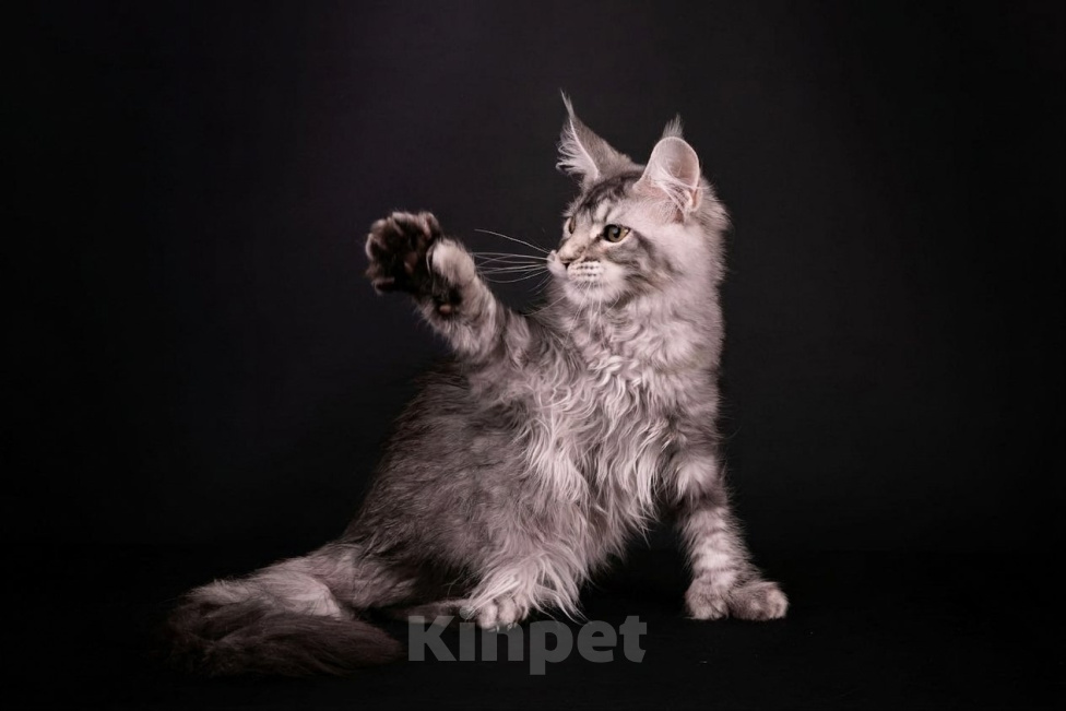 Кошки в Санкт-Петербурге: Котенок мейн-кун полидакт Мальчик, 40 000 руб. - фото 3