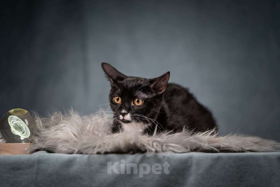 Кошки в Клине: Котюлька — очаровательная молодая кошечка Девочка, Бесплатно - фото 9