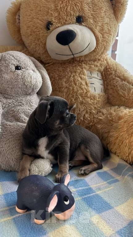 Собаки в Томске: Щенок чихуахуа мальчик г/ш Мальчик, 35 000 руб. - фото 5