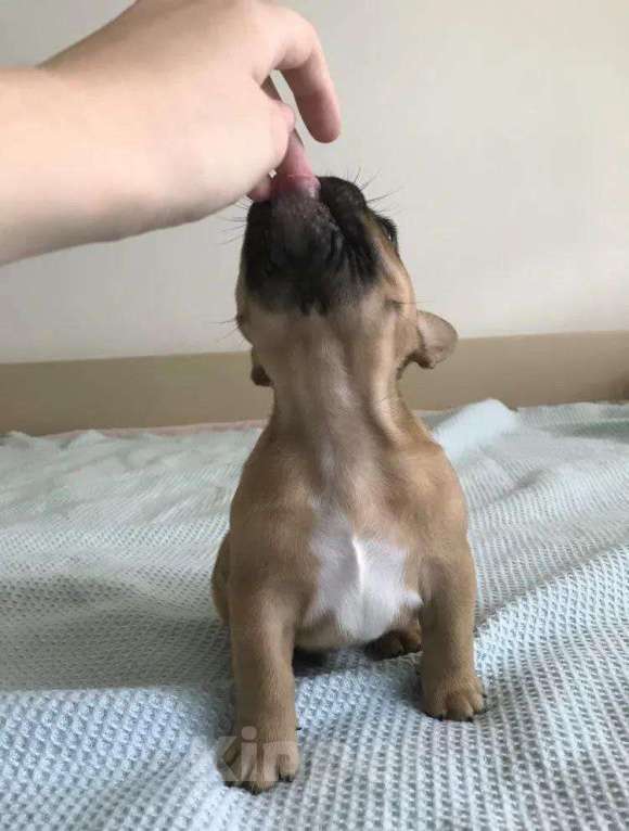 Собаки в Москве: продам малышей бульдога Мальчик, 16 999 руб. - фото 3