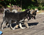 Собаки в Москве: Ненецкая оленегонная лайка, сука Ойя. Девочка, 60 000 руб. - фото 9