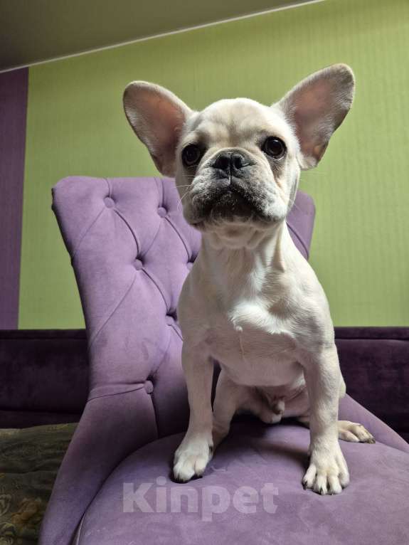 Собаки в Москве: Блондин Мальчик, 35 000 руб. - фото 1