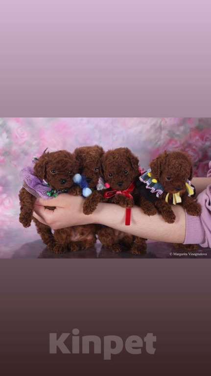 Собаки в Москве: Тедди тикап пудель Мальчик, Бесплатно - фото 1