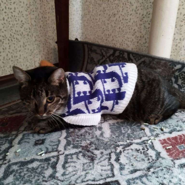 Кошки в Москве: У Милы один глазик Девочка, Бесплатно - фото 1