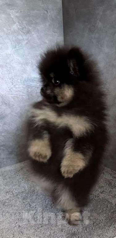 Собаки в Костроме: померанский шпиц девочка Девочка, 45 000 руб. - фото 3