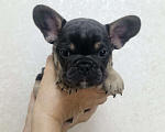 Собаки в Белореченске: Французский бульдог  Мальчик, 35 000 руб. - фото 4