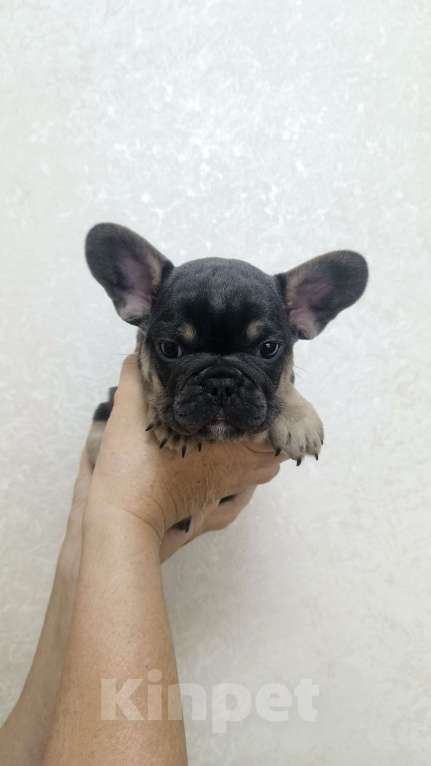 Собаки в Белореченске: Французский бульдог  Мальчик, 35 000 руб. - фото 4