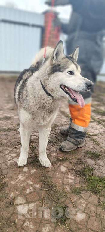 Собаки в других городах Московской области: Норд якутенок в добрые руки Мальчик, Бесплатно - фото 5