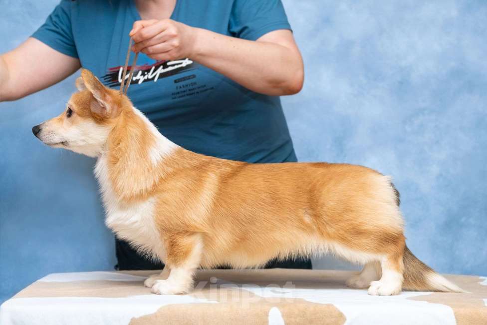 Собаки в Москве: Пемброк с хвостом  Девочка, 40 000 руб. - фото 4