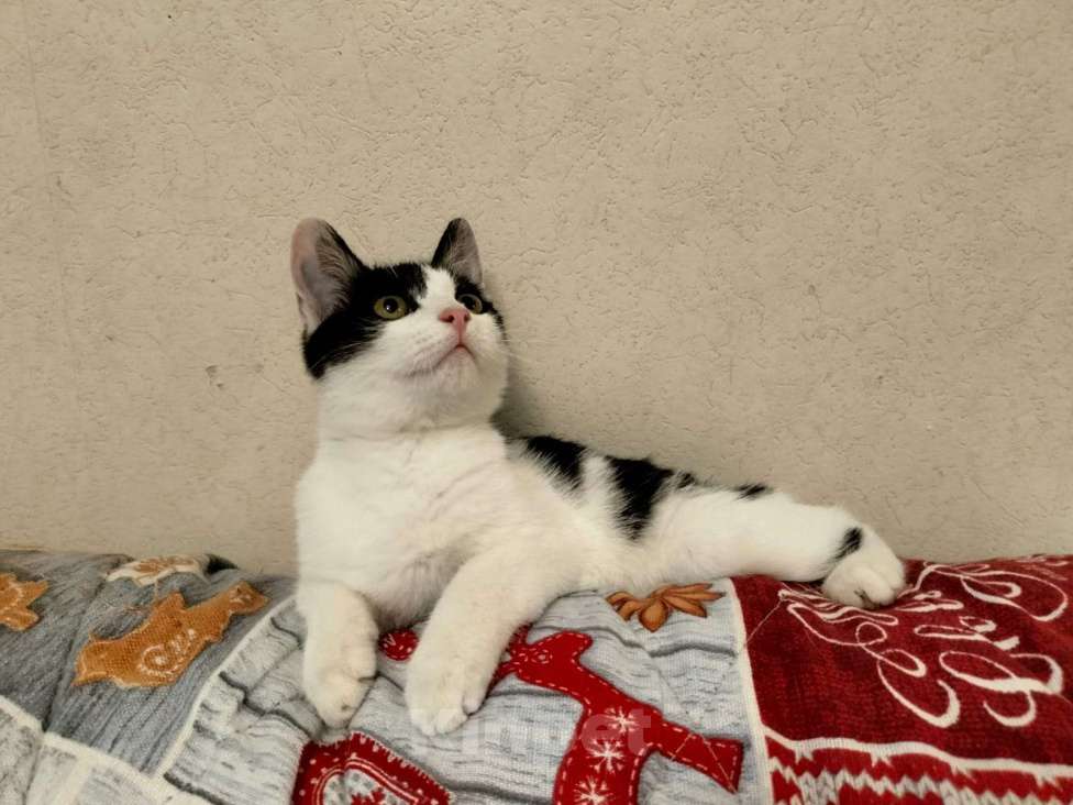 Кошки в Москве: Котенок-девочка Шанти в добрые руки Девочка, Бесплатно - фото 4