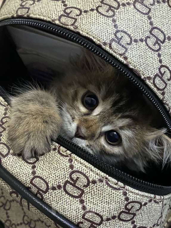 Кошки в Махачкале: Отдам котёнка в добрые руки!!! Девочка, Бесплатно - фото 7