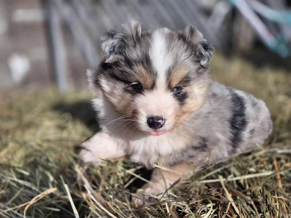 Собаки в других городах Московской области: миниатюрная американская овчарка Девочка, 120 000 руб. - фото 3