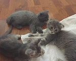 Кошки в Краснодаре: Кошечка в добрые руки даром Девочка, Бесплатно - фото 7