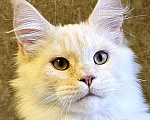 Кошки в Красноярске: Котик мейн-кун  Мальчик, Бесплатно - фото 4