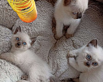 Кошки в Санкт-Петербурге: Продам тайских котят Санкт-Петербург Мальчик, Бесплатно - фото 1