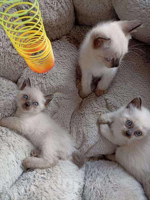 Кошки в Санкт-Петербурге: Продам тайских котят Санкт-Петербург Мальчик, Бесплатно - фото 1