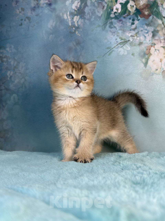 Кошки в Саранске: Прямоухая шотландская девочка золотая шиншилла Девочка, 45 000 руб. - фото 1