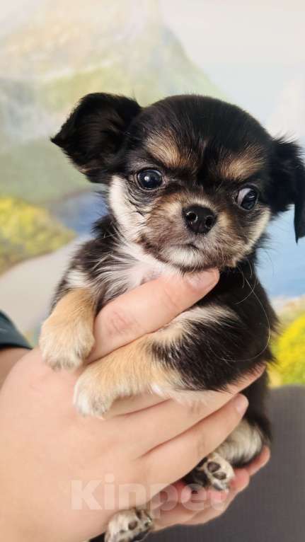Собаки в Уфе: Очаровательные щенки длинношерстного чихуахуа — мальчики с документами Мальчик, 45 000 руб. - фото 7