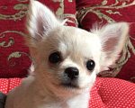 Собаки в Москве: Чихуахуа щенок мальчик Мальчик, 30 000 руб. - фото 1