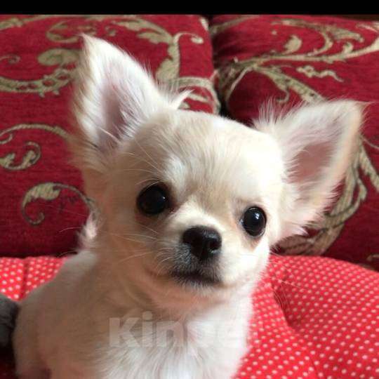 Собаки в Москве: Чихуахуа щенок мальчик Мальчик, 30 000 руб. - фото 1