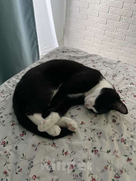 Кошки в Сочи: В добрые ручки Мальчик, Бесплатно - фото 7